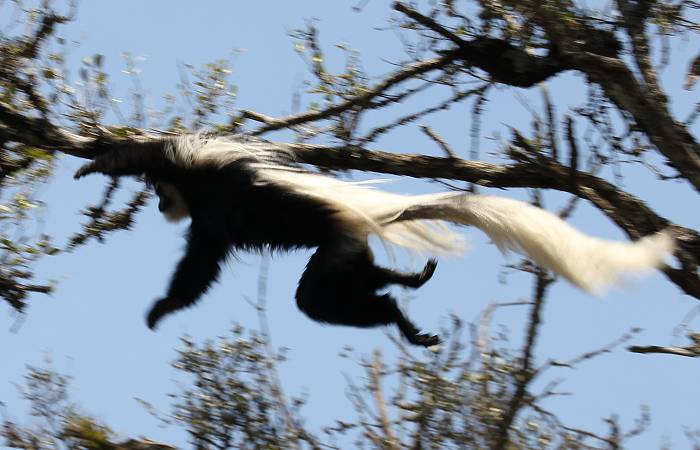 Trout Tree Restaurant - Kenya