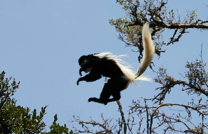 Trout Tree Restaurant - Kenya