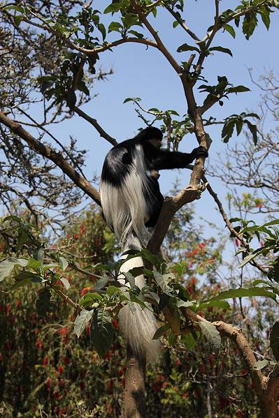 Trout Tree Restaurant - Kenya