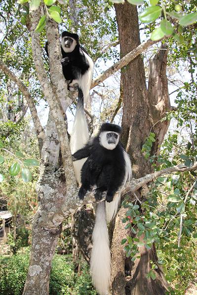 Trout Tree Restaurant - Kenya