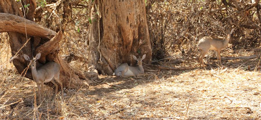 Samburu Reservat