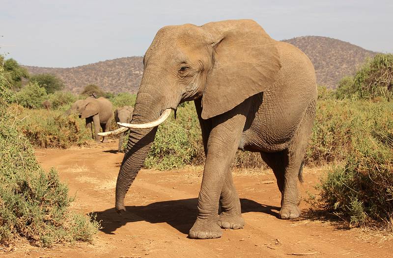 Samburu Reservat, Elefanten