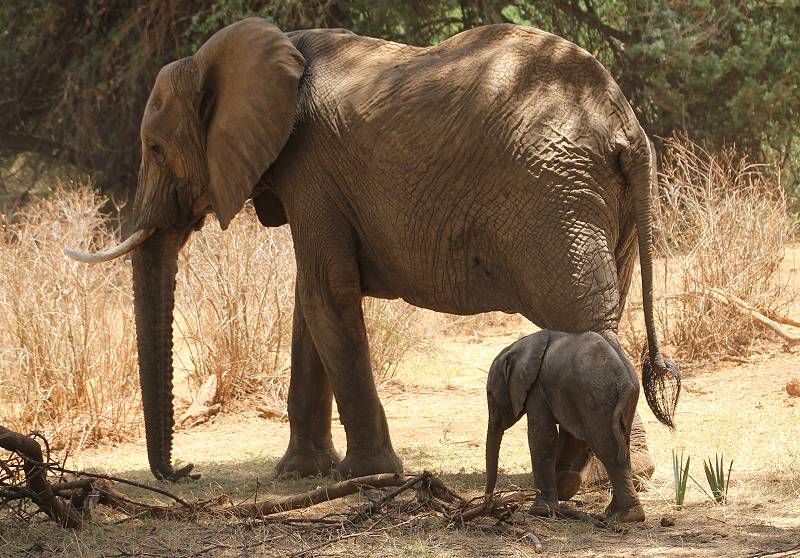 Samburu Reservat, Elefanten