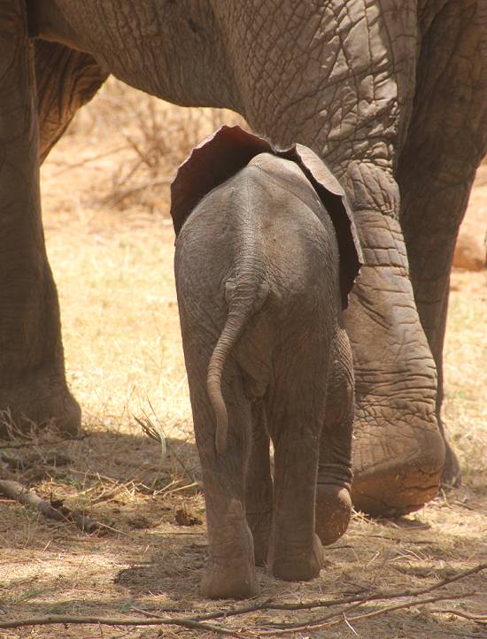 Samburu Reservat, Elefanten