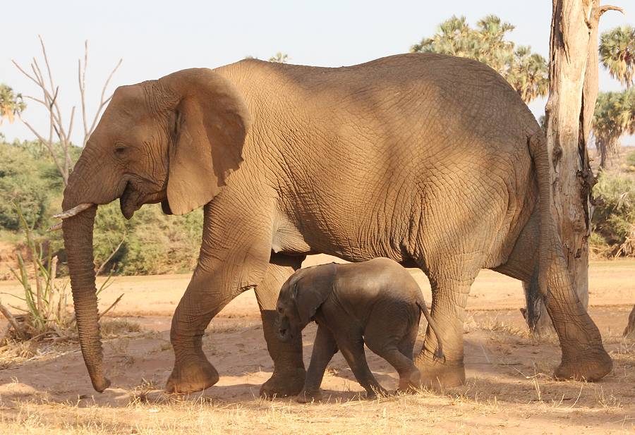 Samburu Reservat, Elefanten