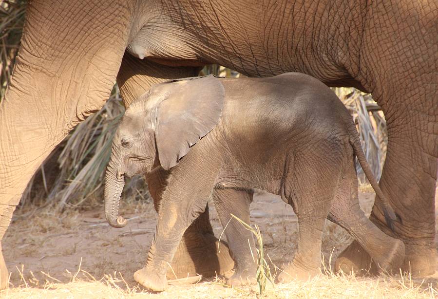 Samburu Reservat, Elefanten