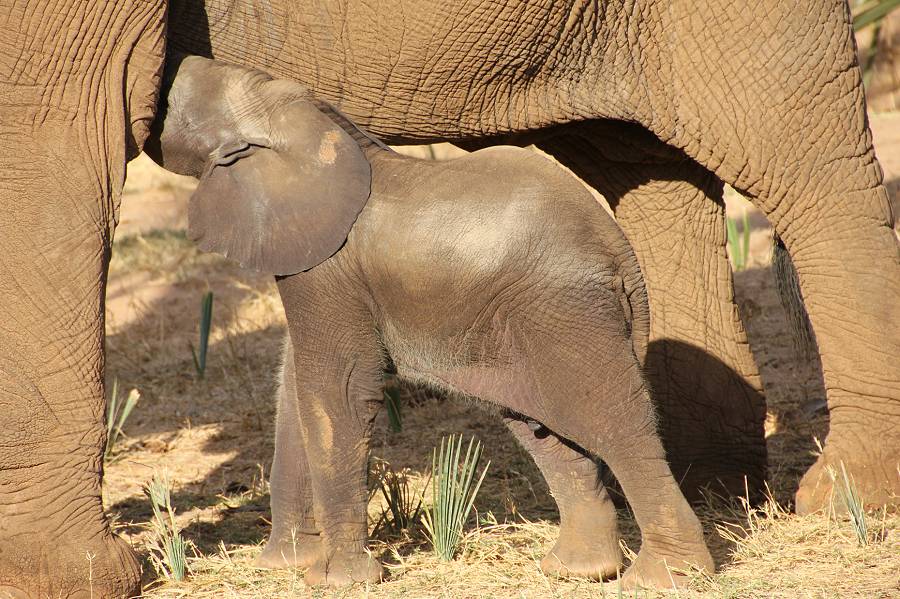 Samburu Reservat, Elefanten