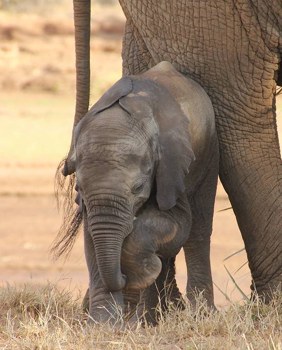 Samburu Reservat, Elefanten