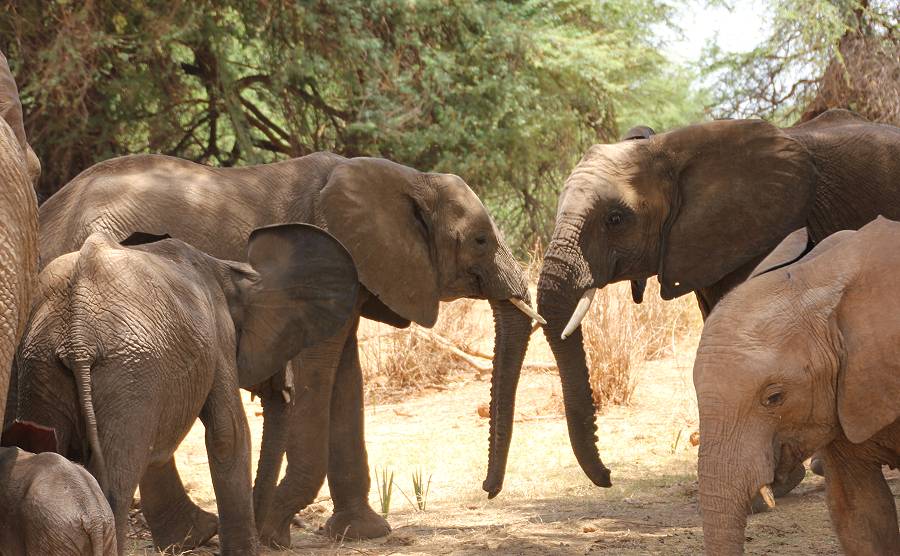 safari wangu