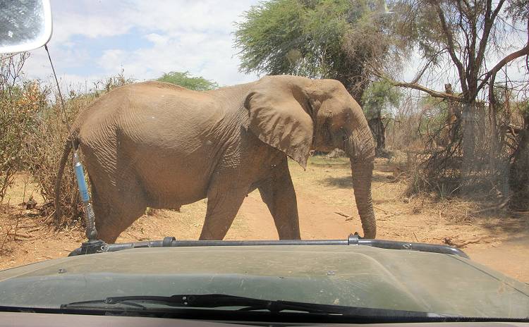 safari wangu