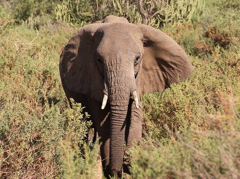 Samburu Reservat, Elefanten