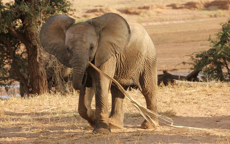 safari wangu