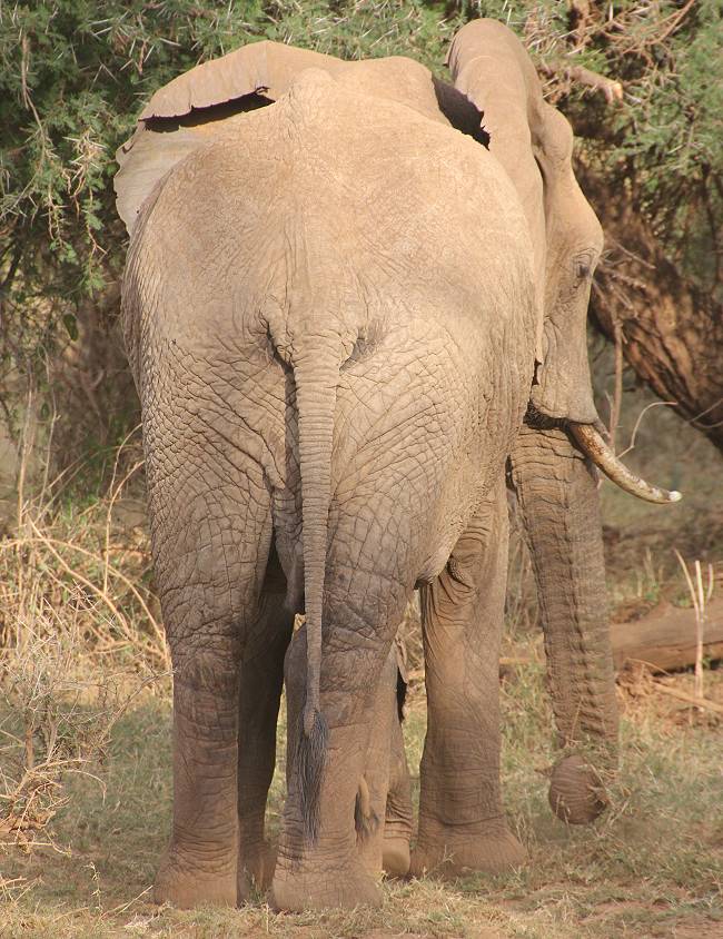 Samburu Reservat, Elefanten