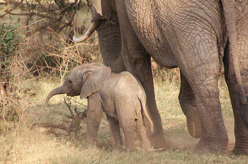 Samburu Reservat, Elefanten