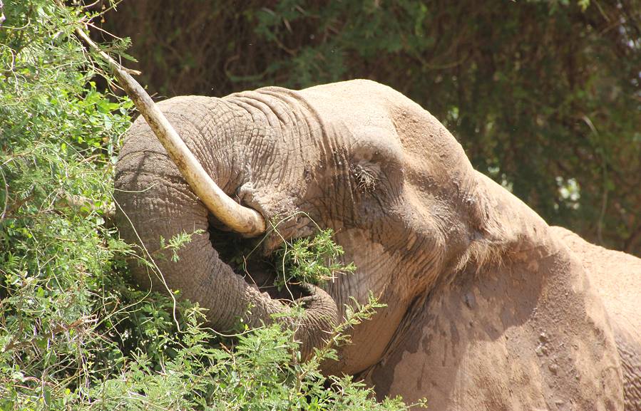 Samburu Reservat, Elefanten