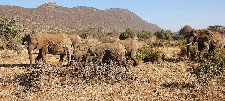 Samburu Reservat, Elefanten