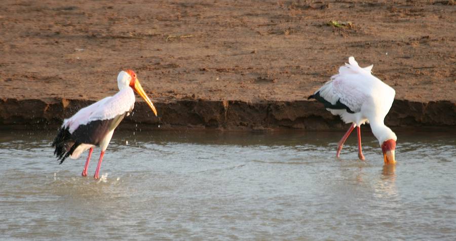 Samburu Reservat