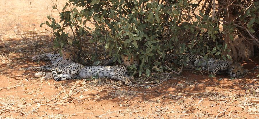 Samburu, Geparden