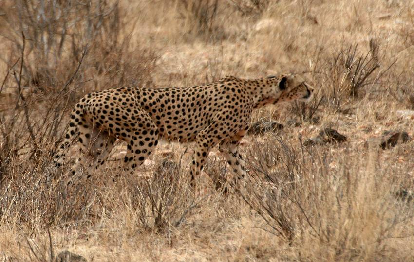 Samburu, Geparden