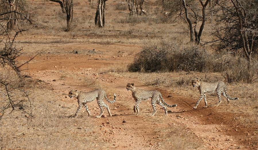 Samburu, Geparden