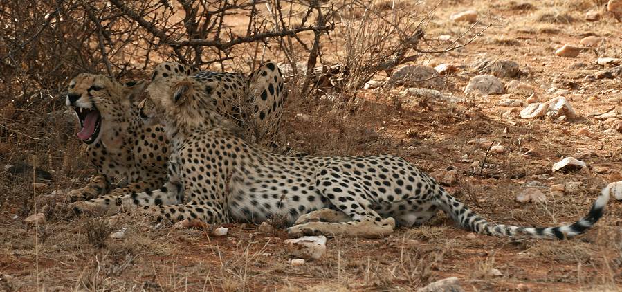 Samburu, Geparden