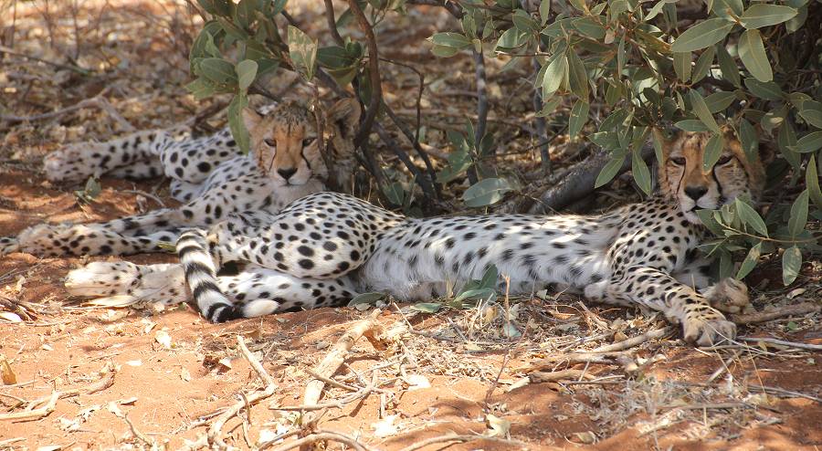 Samburu, Geparden