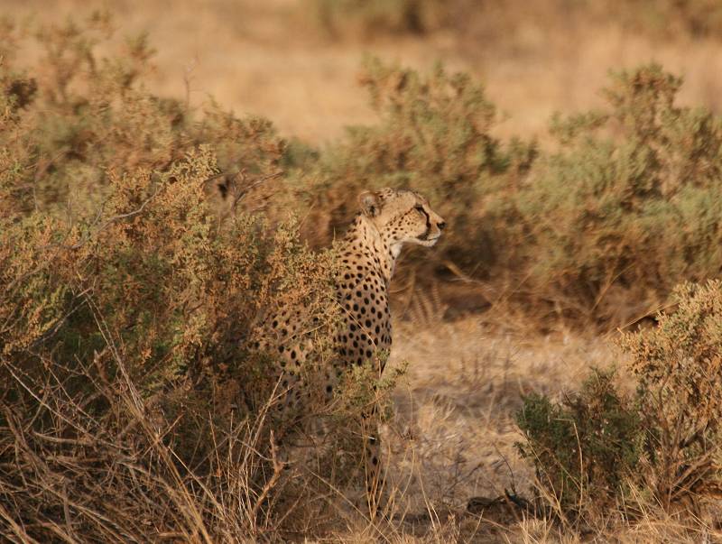 Samburu, Geparden