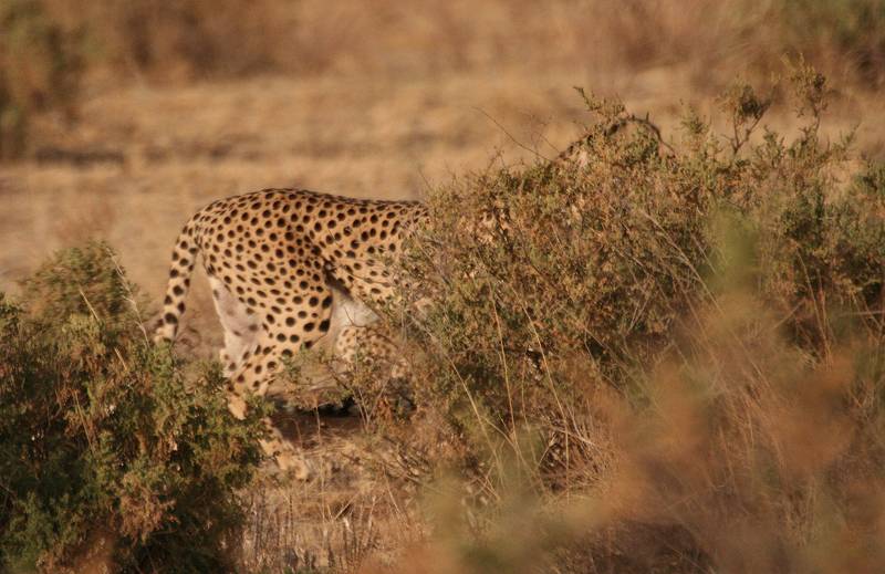 Samburu, Geparden