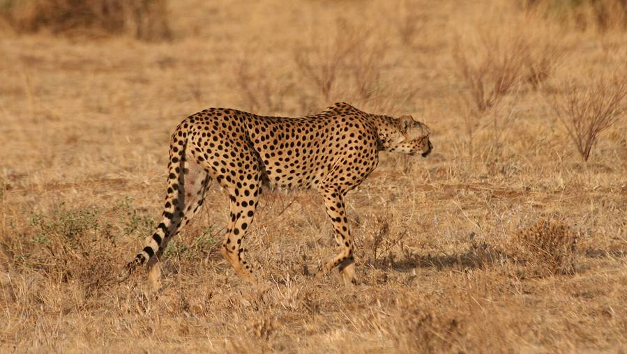 Samburu, Geparden