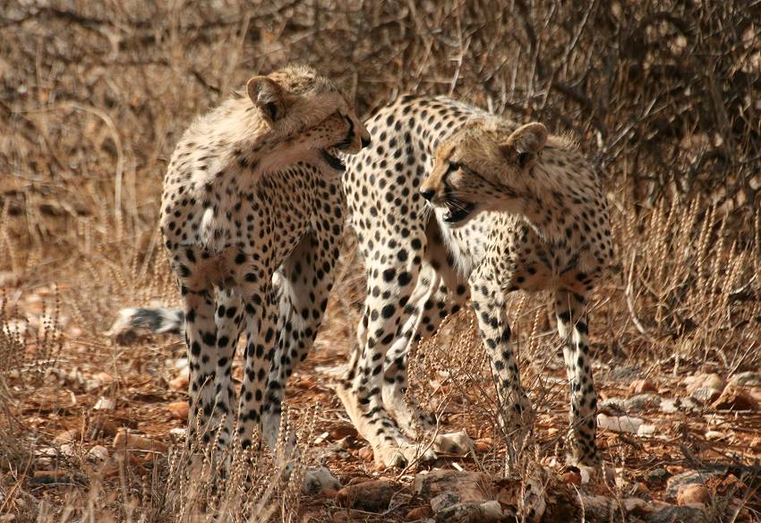 Samburu, Geparden