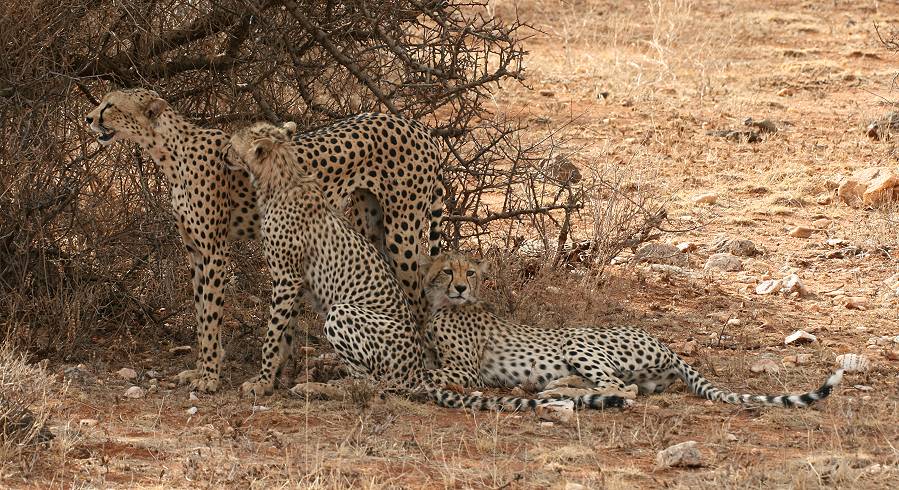 Samburu, Geparden