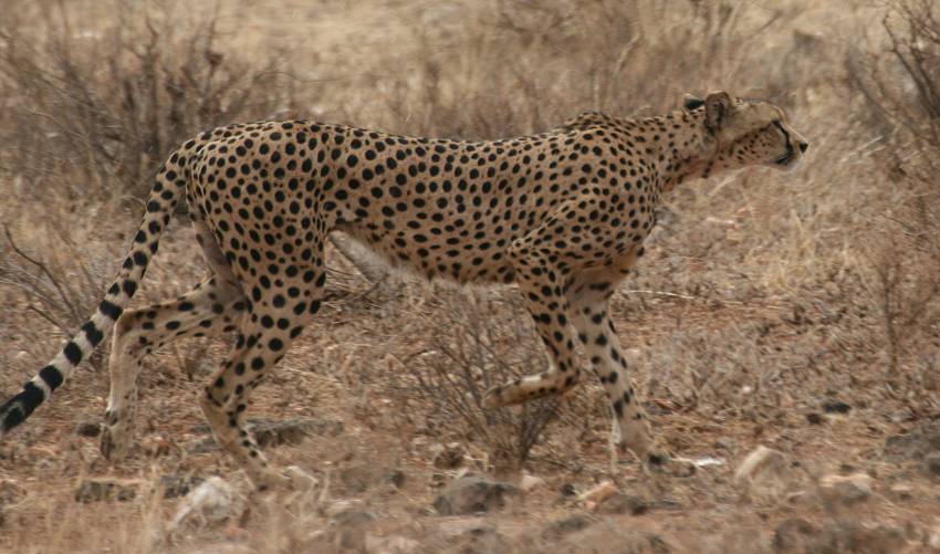 Samburu, Geparden