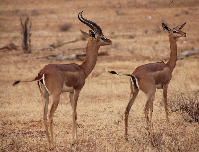 Samburu Reservat, Gerenuk