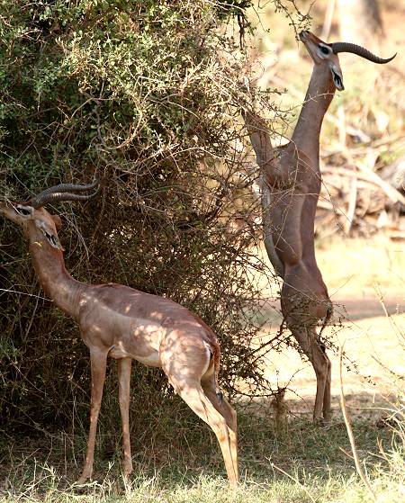 Samburu Reservat, Gerenuk