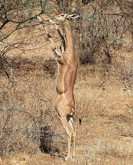 Samburu Reservat, Gerenuk