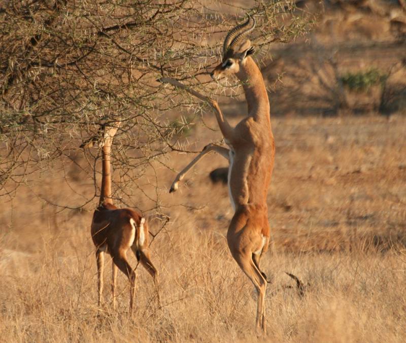Samburu Reservat, Gerenuk