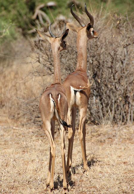 Samburu Reservat, Gerenuk