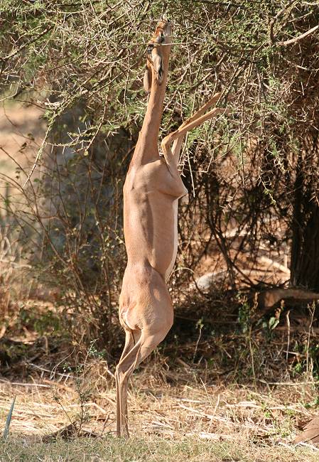 Samburu Reservat, Gerenuk