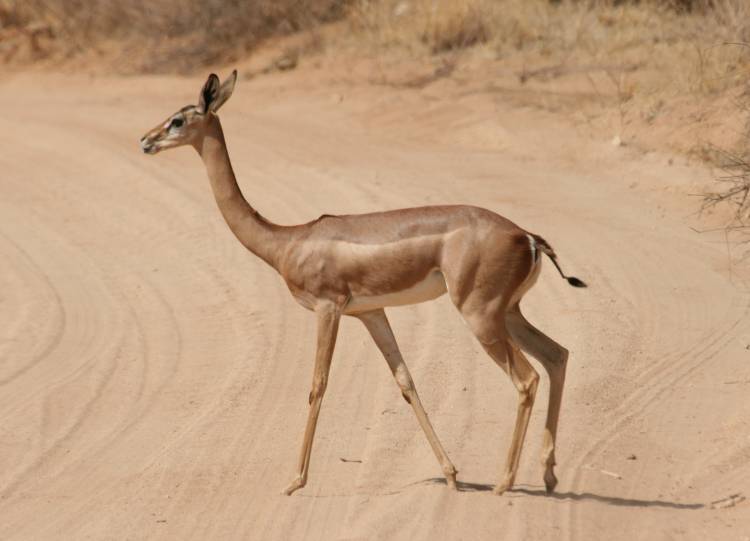 safari wangu