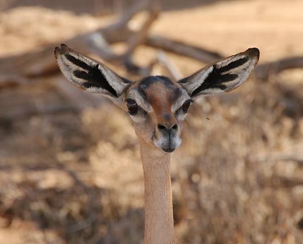 Samburu Reservat, Gerenuk