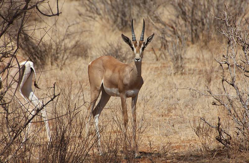 Samburu Reservat