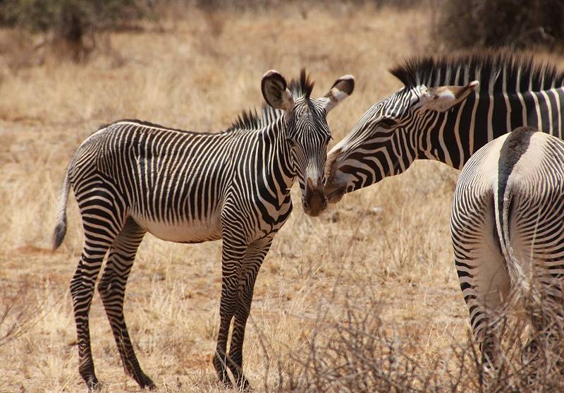 Samburu Reservat, Gravy Zebra