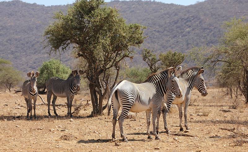 safari wangu