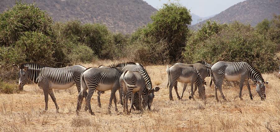 Samburu Reservat, Gravy Zebra