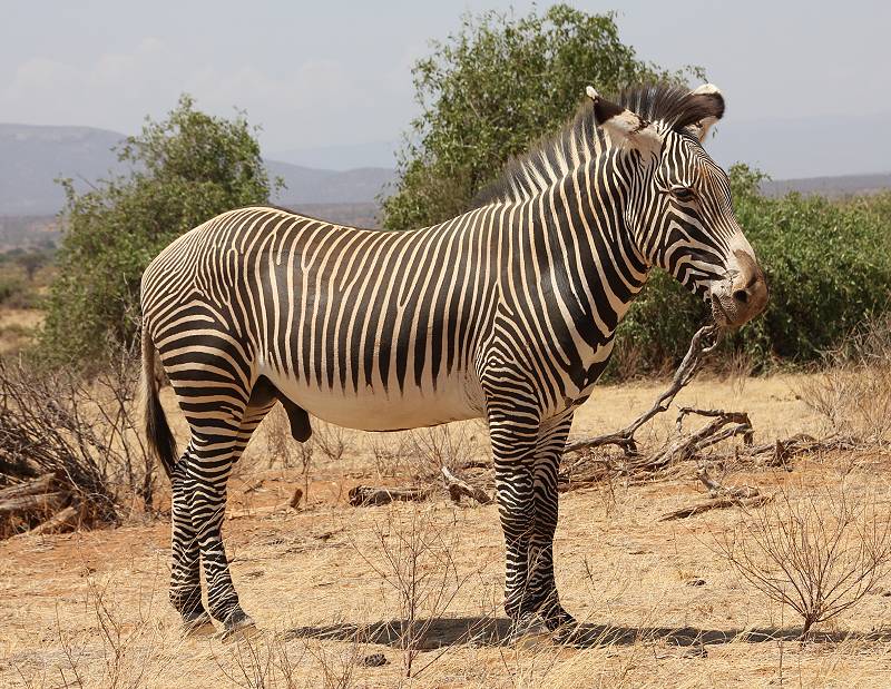 Samburu Reservat, Gravy Zebra