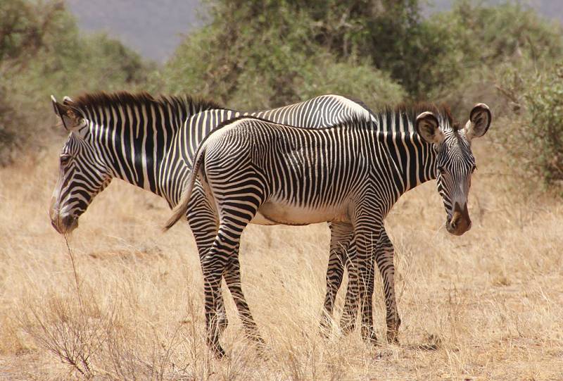 Samburu Reservat, Gravy Zebra