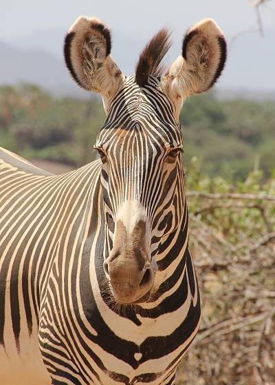 Samburu Reservat, Gravy Zebra