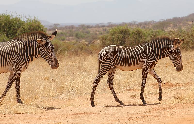 Samburu Reservat, Gravy Zebra