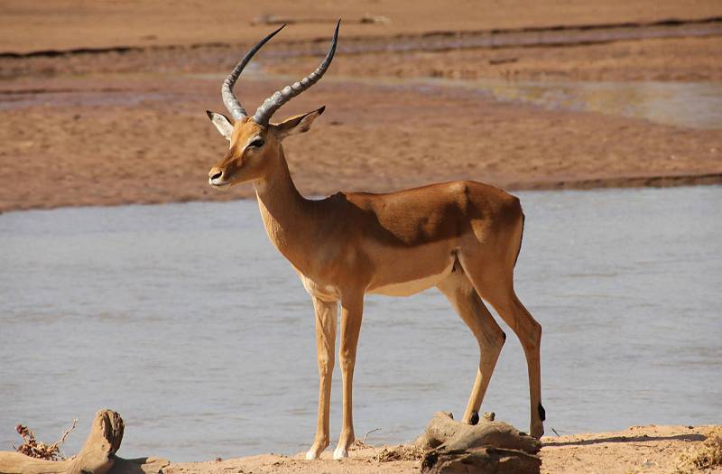 Samburu Reservat