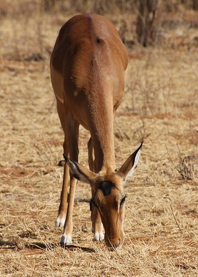 Samburu Reservat